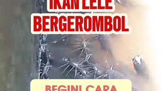 Ikan lele bergerombol WAJAR lagi musim bediding ini SOLUSINYA