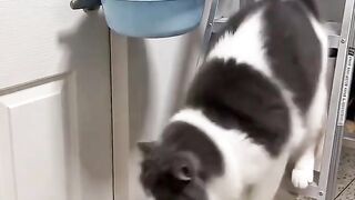 Funny Cat Moments 😂 | Cutest & Funniest Cat Video Ever!
