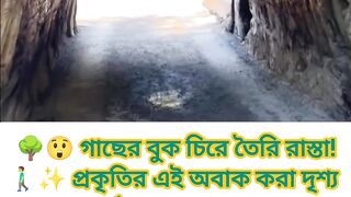 🌿✨ গাছ বাঁচিয়ে তৈরি হলো পথ!