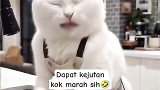 Funny Cat Washing Dishes Until She Opens the iPhone Box! 😂