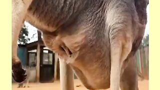Allah ki qadart dekho kangaro janwar ke apane bache se piyar