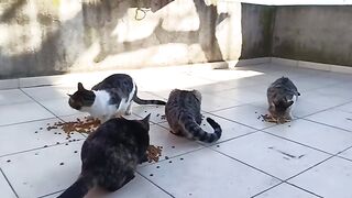 Bon appétit to my street cats. 3