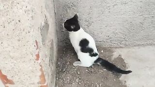 Toilet-trained pirate cat.