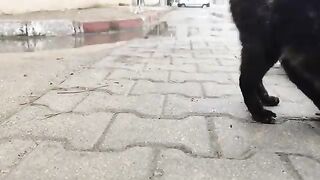 Rainy weather and street cats eagerly awaiting their meal.