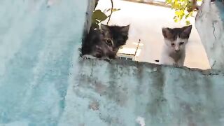 As the kittens grow, their mother's milk is no longer sufficient, and they need supplementary food.