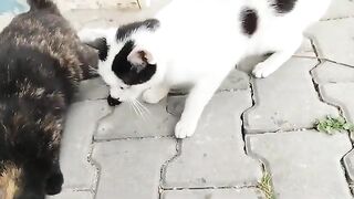 We are together with the lovely cats of the morning.