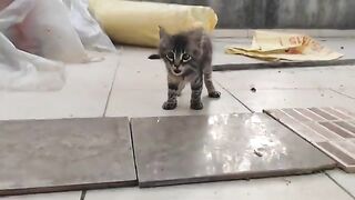 Today on our menu we have chicken-based dry food.