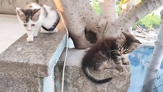 The kittens enjoyed the food I gave them.