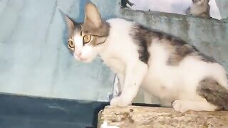 The mother cat and her kittens are very hungry and waiting for me.