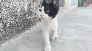Those who know Pirate Cat know it's a very lively cat.