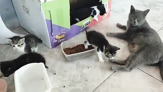 None of the kittens resemble their mother.