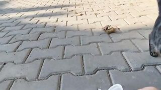Street cats get hungry quickly and they need us.