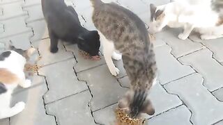 My street cats are waiting for me at the door.