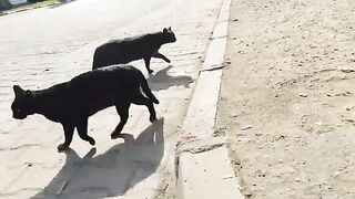 Bon appétit to our street cats.