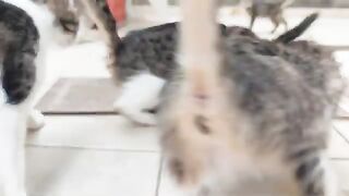 I do everything I can to ensure the stray cats don't go hungry.