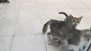 When I opened the door, the sight that greeted me was my street cats.