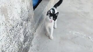 Pirate Cat has grown a little bigger.