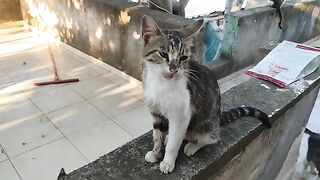 My street cats and their kittens are very hungry.