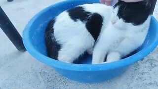 The pirate cat loves to get into the blue plastic box.
