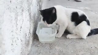 a pirate cat exhausted from the extreme heat.