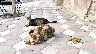 Bon appetite to the two lovely street cats, they are quiet and hungry.