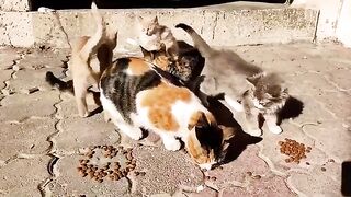 The mother cat and her kittens are so cute.
