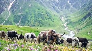 Beautiful natural Green mountain of Gilgit Bultistan