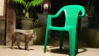 Tabby Cat Walking on a Tiled Patio Next to a Green Chair at Night