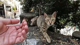 One of the two tabby cats is friendly, while the other is a little timid
