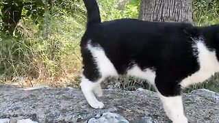 Very hungry stray cat greeted us with loud meows