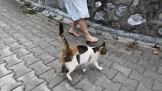 Two stray cats living in the same area love each other very much