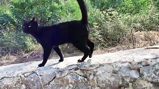 This stray cat greets us every day with her unique meows and pure happiness