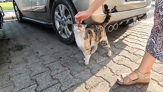 Stray cat with long whiskers is asking us for food with her sweet meow