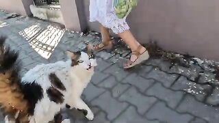 She is the loudest vocal stray cat I've ever met!