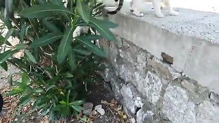 Gabby the stray cat is so friendly, but sometimes she can be a little jealous
