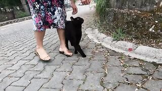 I Met the Most Affectionate Stray Cat Ever!