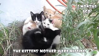 I Changed the Lives of 5 Orphaned Kittens Who Lost Their Mother. Part 24