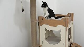 I Changed the Lives of 5 Orphaned Kittens Who Lost Their Mother. Part 23