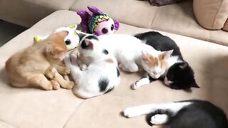 I Changed the Lives of 5 Orphaned Kittens Who Lost Their Mother. Part 20