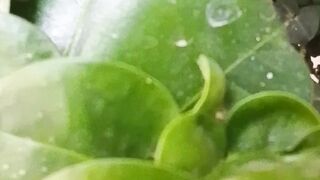 Most beautiful plant