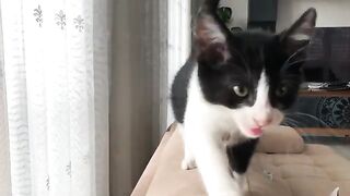 I Changed the Lives of 5 Orphaned Kittens Who Lost Their Mother. Part 18