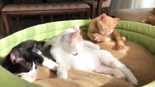 I Changed the Lives of 5 Orphaned Kittens Who Lost Their Mother. Part 17