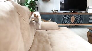 I Changed the Lives of 5 Orphaned Kittens Who Lost Their Mother. Part 16