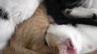 I Changed the Lives of 5 Orphaned Kittens Who Lost Their Mother. Part 15
