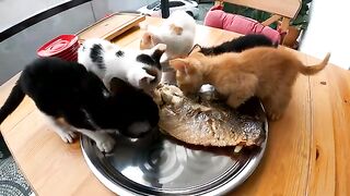 I Changed the Lives of 5 Orphaned Kittens Who Lost Their Mother. Part 14