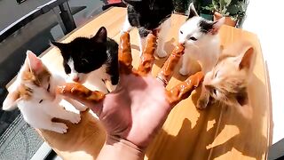 I Changed the Lives of 5 Orphaned Kittens Who Lost Their Mother. Part 13