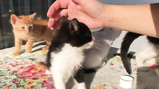 I Changed the Lives of 5 Orphaned Kittens Who Lost Their Mother. Part 12