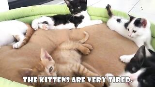 I Changed the Lives of 5 Orphaned Kittens Who Lost Their Mother. Part 11
