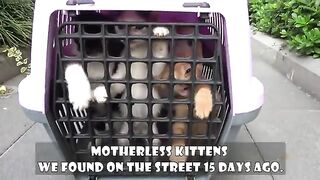 I Changed the Lives of 5 Orphaned Kittens Who Lost Their Mother. Part 10