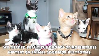 I Changed the Lives of 5 Orphaned Kittens Who Lost Their Mother. Part 8